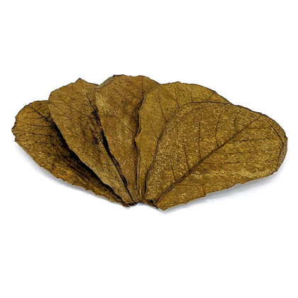 Indian Almond Leaves - 3 Sizes