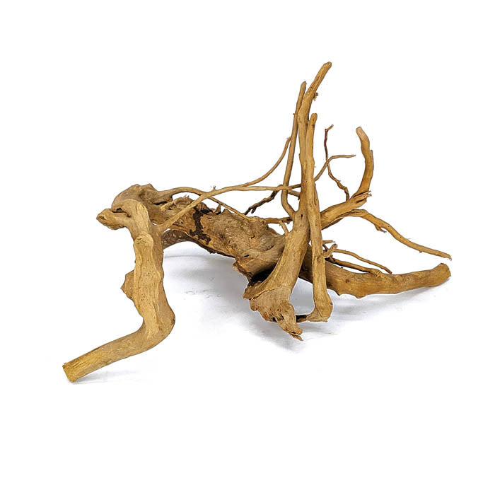 spider wood plant Spider Wood