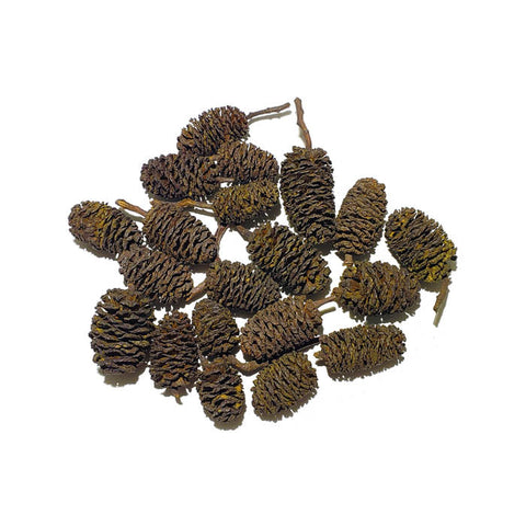 Giant Alder Cones