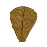 Indian Almond Leaves Large - 10 Pack